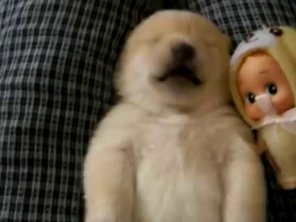 Video tenero cucciolo di cane con bambola